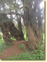 Old yew