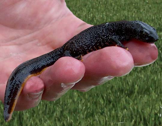 A Newt in the Hand is worth . . . .